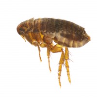 /album/bug-bust/ctenocephalides-felis-cat-flea-or-flea-jpg/